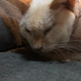 ハニー、厳しいですの画像