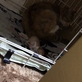 華音、2匹目！の画像