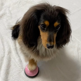 チンベル〜 (o^^o)の画像