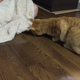 おめでたい日の画像