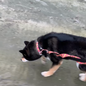 6月23日15わんこと2時間遠足  お台場の画像