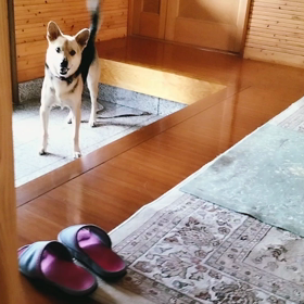 【留守番】ララはいつも楽しそう…の画像