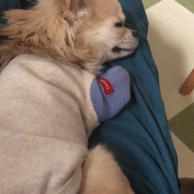 ココちゃんとゆらゆら揺られて良い気持ちの画像