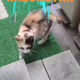 自宅に居ても警戒レベル( ;´･ω･`)の画像