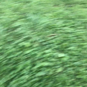 ♪お散歩動画♪代々木公園♪の画像