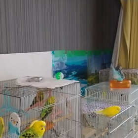 インコちゃんたちの近況（7月）の画像