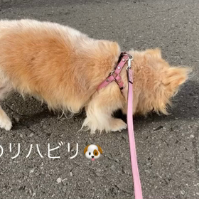 今日のリハビリの画像