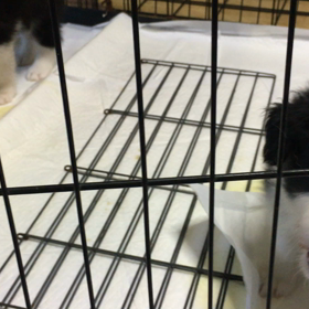 お問い合わせの女の子2匹の画像