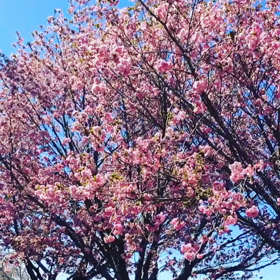 ひらひらの画像