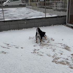 犬はよろこび庭駆け回る♪の画像