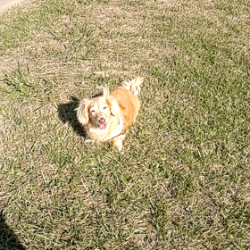 足取りもしっかり…の画像