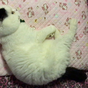 枕が座布団？の画像