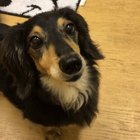 こー見えて賢いんです。の画像