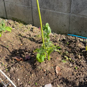 あれやこれやと・・・の画像