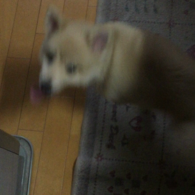 桃たん高速回転中の画像