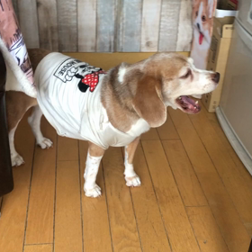 保護犬スリーシスターズの画像