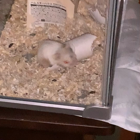 ハムちゃん！の画像