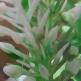 メダカのメスが2匹だった・・☆の画像