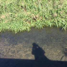 久しぶりの散歩の画像