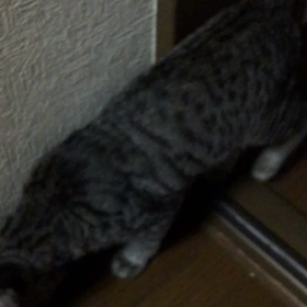 バカちゃぁの画像