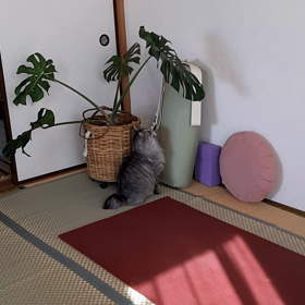 今日のまる(猫)　初めての動画投稿～！の画像