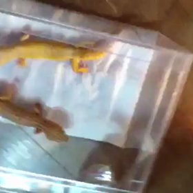 尻尾 ビビビビ動画 レオパ ぽんちゃんの画像