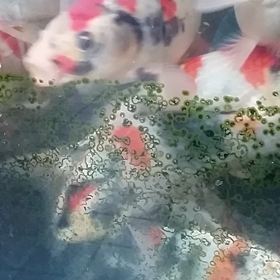 今日の当歳の画像