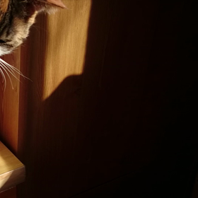 いたずらんちゃんの画像