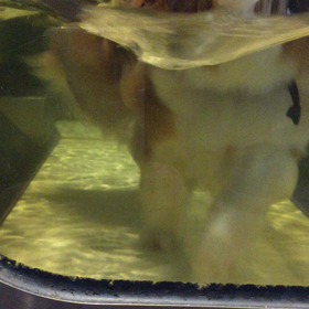 水中ランニング〜♪の画像