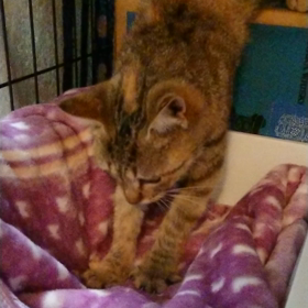 初めてのフワフワの画像