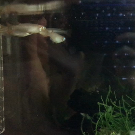 仲間が増えた！の画像