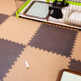 2020年11月11日　ルナ帰宅の画像