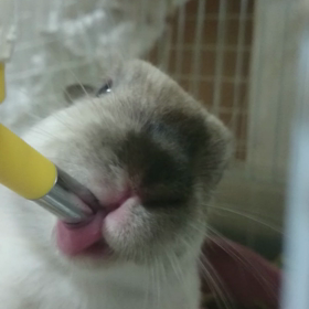 あずきの水飲みの画像