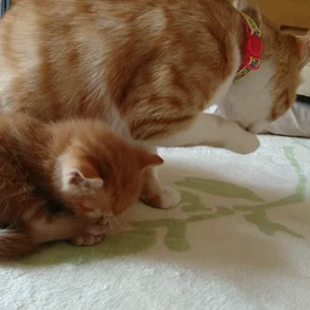 アンジュ親子の様子の画像