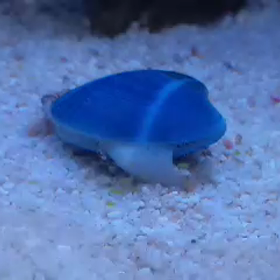 アサリの砂潜りの画像