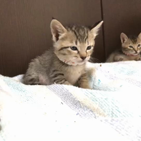 風華ちゃん、舟をこぐ！❤️ねこのしっぽの画像