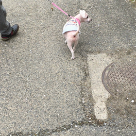 初心者のウグイスの画像