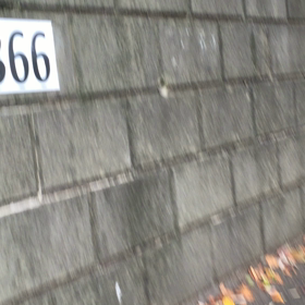 アイドル猫の画像