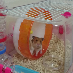 えさがもらえる(^^)の画像