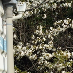 さくらの季節の画像