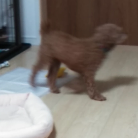 ルーシー　クルクル（笑）の画像