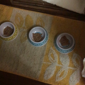 俺、親猫になる 54の画像