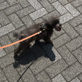 左側をついて歩くの画像