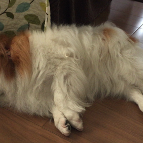 夢の中で…の画像