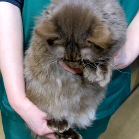 迷い猫ちゃんです！の画像