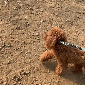 4月7日13わんこと1時間遠足  代々木公園の画像