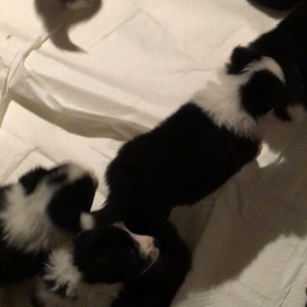 ボーダコリー 赤ちゃんの画像