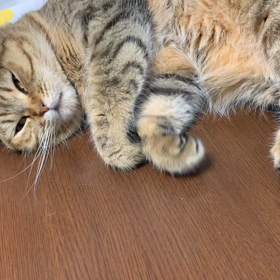 今日はコスモスの日の画像