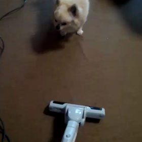 る～ちゃん吠えるの巻の画像