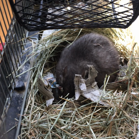 来たー‼️の画像